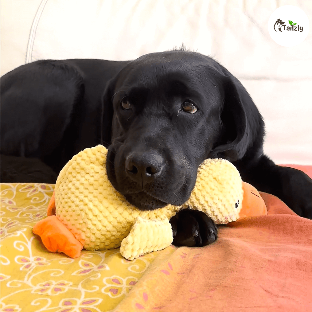 Quackie™ | The calming duck that melts stress away